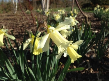 Narcis White Marvel